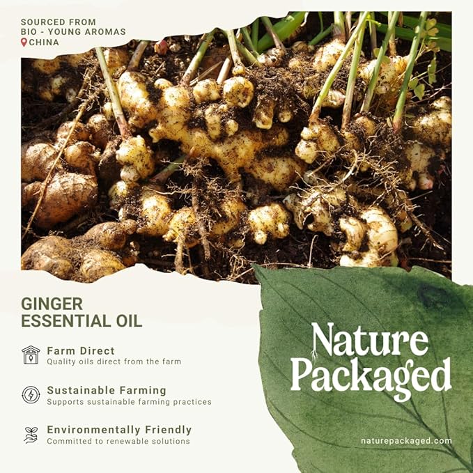 Ginger Essential Oil - Direct from Bio-Young Aromas - Pure Ginger Oil for Skin - Aceite de Jengibre - Aromatherapy 100% Therapeutic Premium Grade (22lbs)